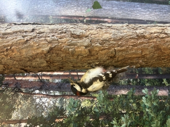 IMG_5697.jpeg