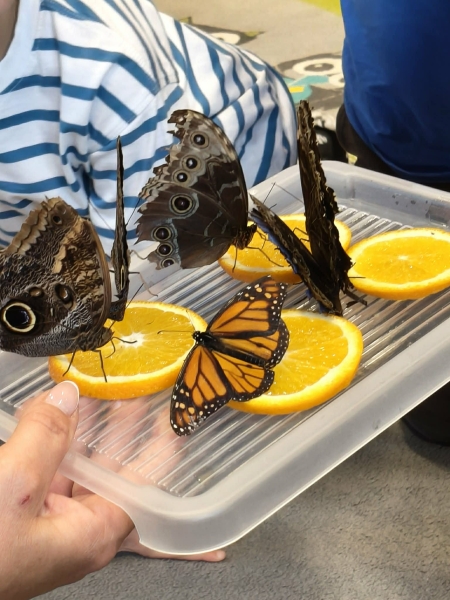 Lekcja przyrody z motylami